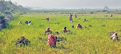 Farmers maintain social distancing while harvesting crops in their farmland at Similipur village in Cuttack | Express