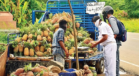 With trucks being stopped from taking loads to other states, pineapple farmers at Vazhakkulam are facing a huge crisis. However, to minimise damage, they have resorted to selling the fruit in retail | Albin Mathew