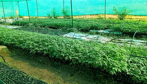 Seedlings to be supplied to vegetable cultivators