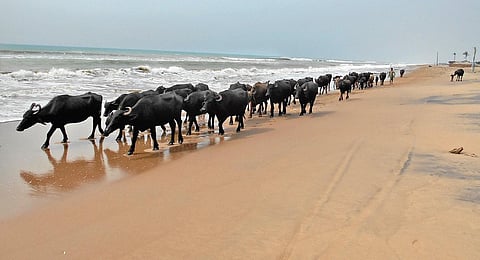 Buffaloes being taken to safer places in the seaside village of Satabhaya on Tuesday I express