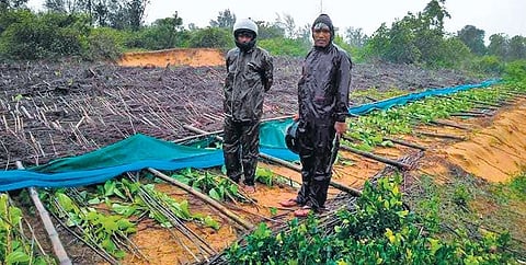 Two farmers stand at their betel vine farm that was damaged by cyclonic storm Amphan on Wednesday I EXPRESS