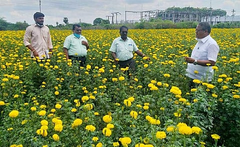 Marigold blooms in ‘unfavourable’ Nagai soil
