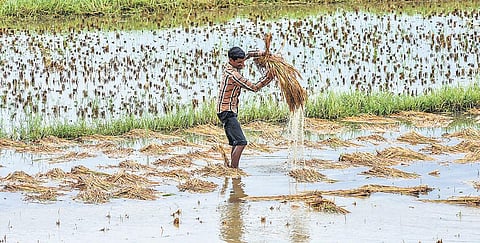 A farmer tries to salvage damaged paddy from a flooded agriculture field at Jaleswar in Balasore district on Thursday. (Photo | EPS/Biswanath swain)