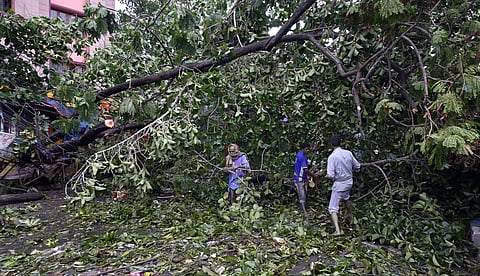 Municipal workers clear a blocked road after a tree uprooted in the aftermath of super cyclone 'Amphan' in Kolkata Thursday May 21 2020. (Photo | PTI)