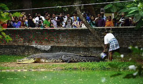 File Picture of Jaws which is died in Madras Crocodile Bank, Chennai. (File photo | EPS)