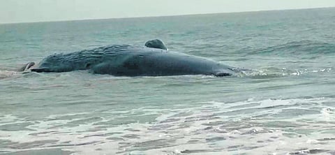 Carcass of Sperm Whale found on Agaranashi beach