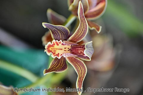 Cymbidium Iridioides, Mandal, Gopeshwar Range.