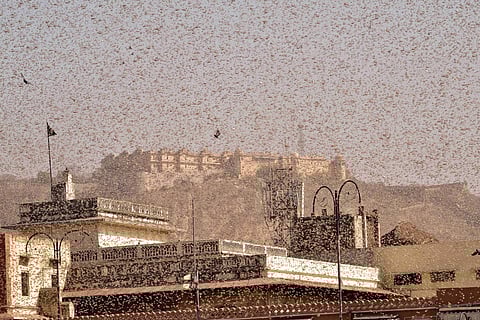 Swarms of locust in the walled city of Jaipur. (Photo| PTI)