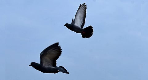 Image for representational purpose only. (Photo | EPS)