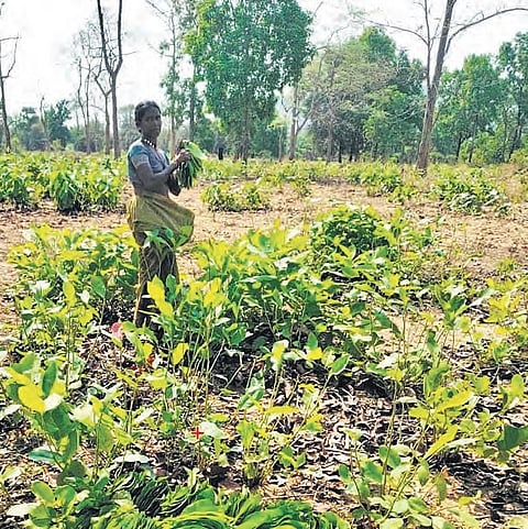 A tribal woman collecting beedi leaves in Bhadrachalam on Monday
