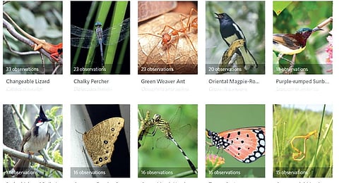 1,330 species include insects, arachnids, amphibians, reptiles, birds, mammals, other animals, protozoans, fungi, plants, chromista, molluscs and whatnot.