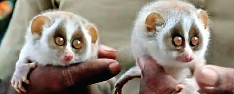 TTD Divisional Forest Officer Phani Kumar said the slender loris generally leaves the cubs at safe places and go in search of food. They return after sometime and take care of their cubs.