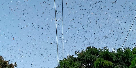 Locusts swarm above a mango tree orchard. (Photo| AP)