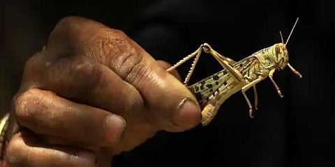 Locust (Photo | PTI)