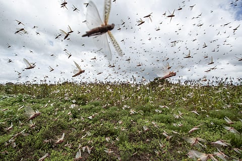A swarm of locusts. (File Photo | AP)