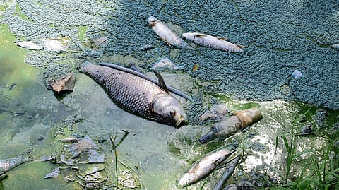Dead fish float in Kommaghatta Lake in Kengeri | Vinod Kumar T