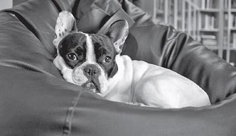 Expat pet parents in a dilemma