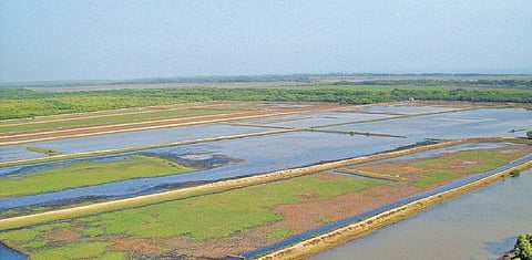 Shrimp farm used for representational purposes only