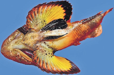 The rare band-tail scorpion fish found from Tamil Nadu