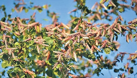 Locust threat: 5-member team visits Adilabad