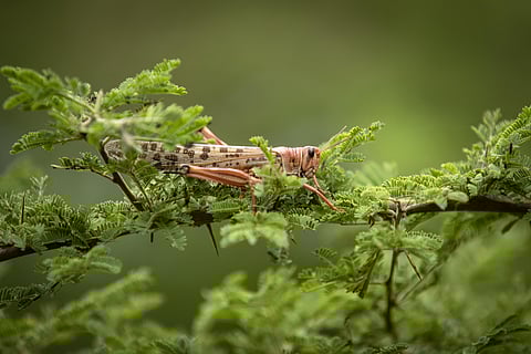 Presently, locusts have affected five states -- Rajasthan, Gujarat, Madhya Pradesh, Uttar Pradesh and Maharashtra -- and the Centre has issued a warning to the border-sharing states. (Photo | AP)