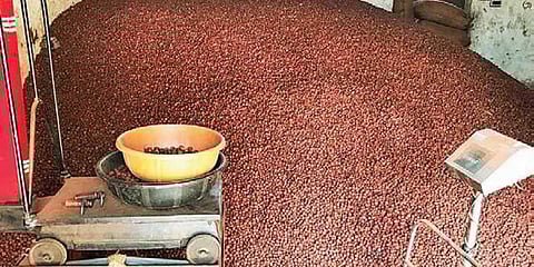 At present, green arecanut is sold for Rs 42 -Rs 47 per kg and ripped nut is sold for Rs 52 -Rs 57 per kg.