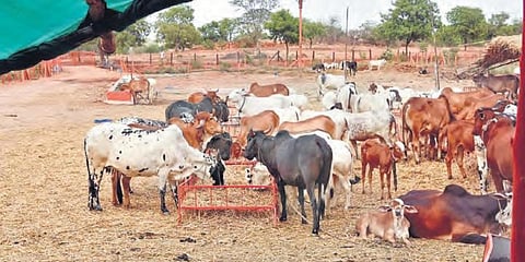 Cows at the gaushala on the outskirts of the city do not have sufficient fodder as funds dried up during the lockdown. (File photo| RVK Rao, EPS)