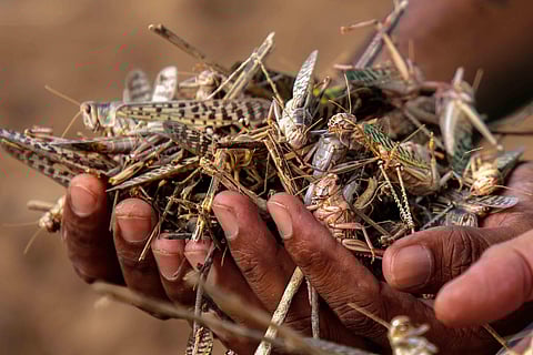 A farmer shows dead locusts at a farm after spraying of pesticides by an agriculture department team, on locust swarms, on the outskirts of Ajmeer. (Photo |PTI)