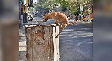 Image of stray dog for representational purpose only. (Photo | P Jawahar, EPS)