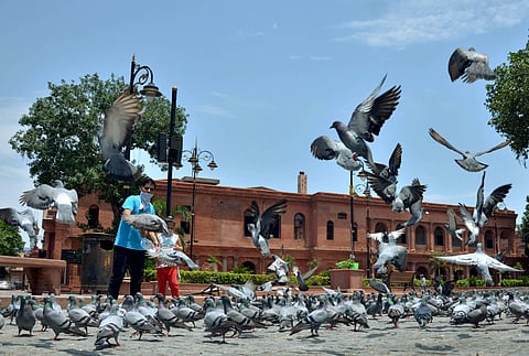 People feed pigeons at the deserted Heritage street near Golden Temple after implementation of complete lockdown on weekends and public holidays by the state government due to rise in COVID-19 cases in Amritsar Saturday June 13 2020. (Photo | PTI)