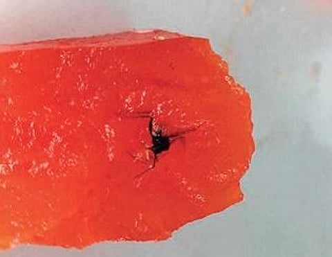 The insect found by Srinivas Bellam in his meal box. (Photo| EPS)