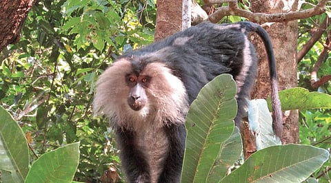 Lion-tailed macaques (LTM), an endangered species which is found only in the Western Ghats.