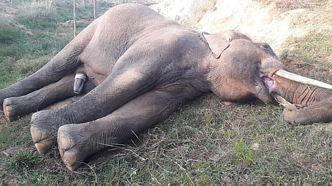 A file photo of an elephant that died due to electrocution. (Photo | EPS)
