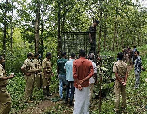 Forest officials set a cage for trapping a tiger in Kathuvakunnu forest (Photo | EPS)