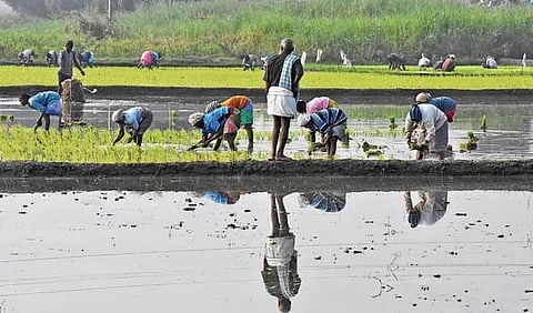 While the weather and rain god favoured farmers, prices crashing was an issue for both agriculture and horticulture crops throughout the year.