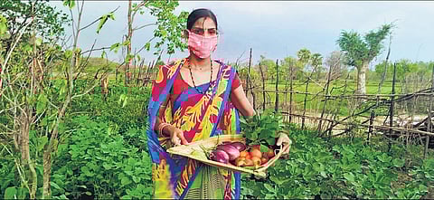 Kitchen gardens to mitigate Covid impact on nutrition