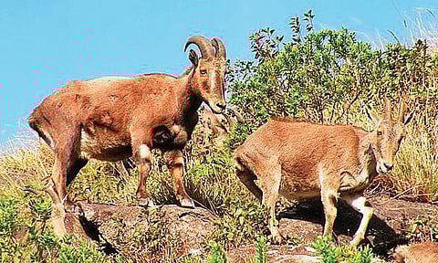Record Nilgiri tahr births, thanks to decline in human interference in forest