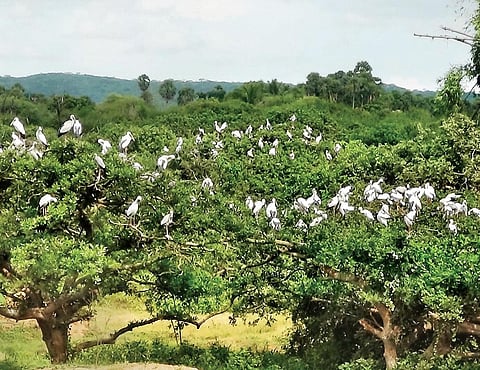 File picture of Vedanthangal Bird Sanctuary