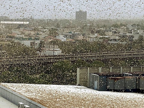 A swarm of locusts flies over DLF area in Gurugram Saturday June 27 2020. (Photo | PTI)