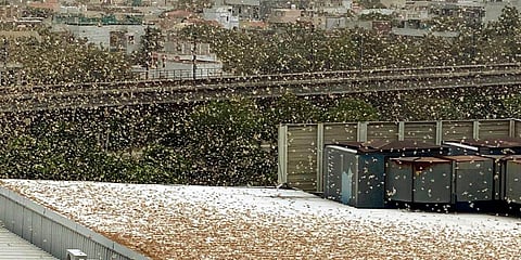 A swarm of locusts flies over DLF area in Gurugram. (Photo| PTI)