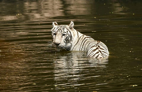 At Nehru Zoological Park in Hyderabad, a white tiger is seen taking a dip to cool itself. (File photo| Vinay Madapu, EPS)
