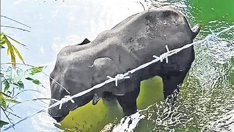 Elephant death: Forest, police spread net for culprit, register cases