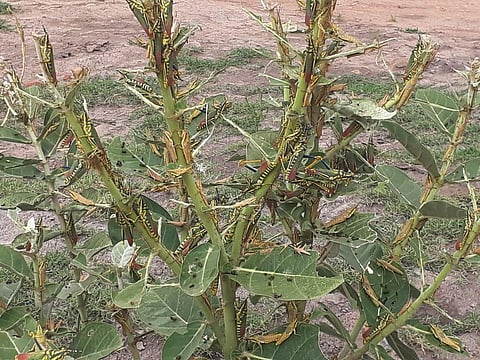 A swarm of locusts prey on a plant at BG Kottur village under Aswapuram mandal in Bhadradri Kothagudem district on Wednesday