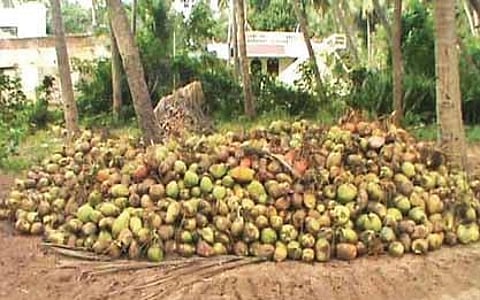 Harvested coconuts in an orchard at Pedda Kojjiria in Srikakulam district (Photo | EPS)