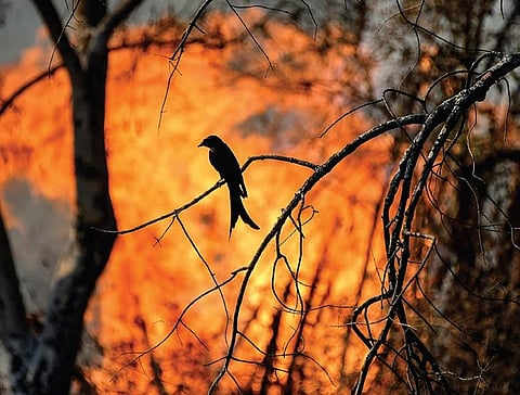 Lockdown wind blows out fires in forests of Kerala