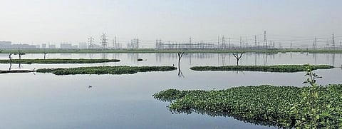 Black-headed Ibis (Above); View of Garhi Mandu forest| EXPRESS