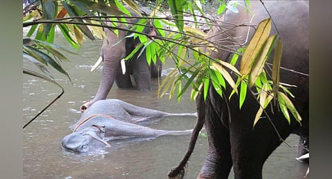 The deceased elephant. (Photo | Express)
