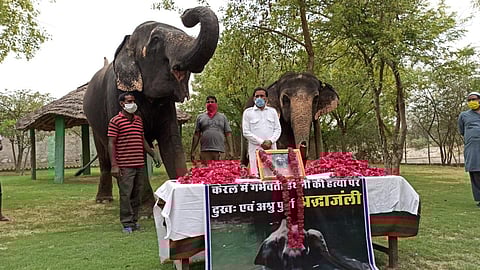 The elephants and their mahouts offering tribute to ‘Soumya, the female jumbo who was killed brutally by explosives planted in a pineapple in Kerala.