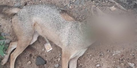 Carcass of the jackal which was killed by feeding explosive laden food (Photo | Express)