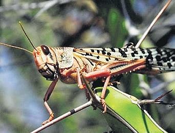 Swarms of locusts have been attacking crops across states in India. (File Photo)